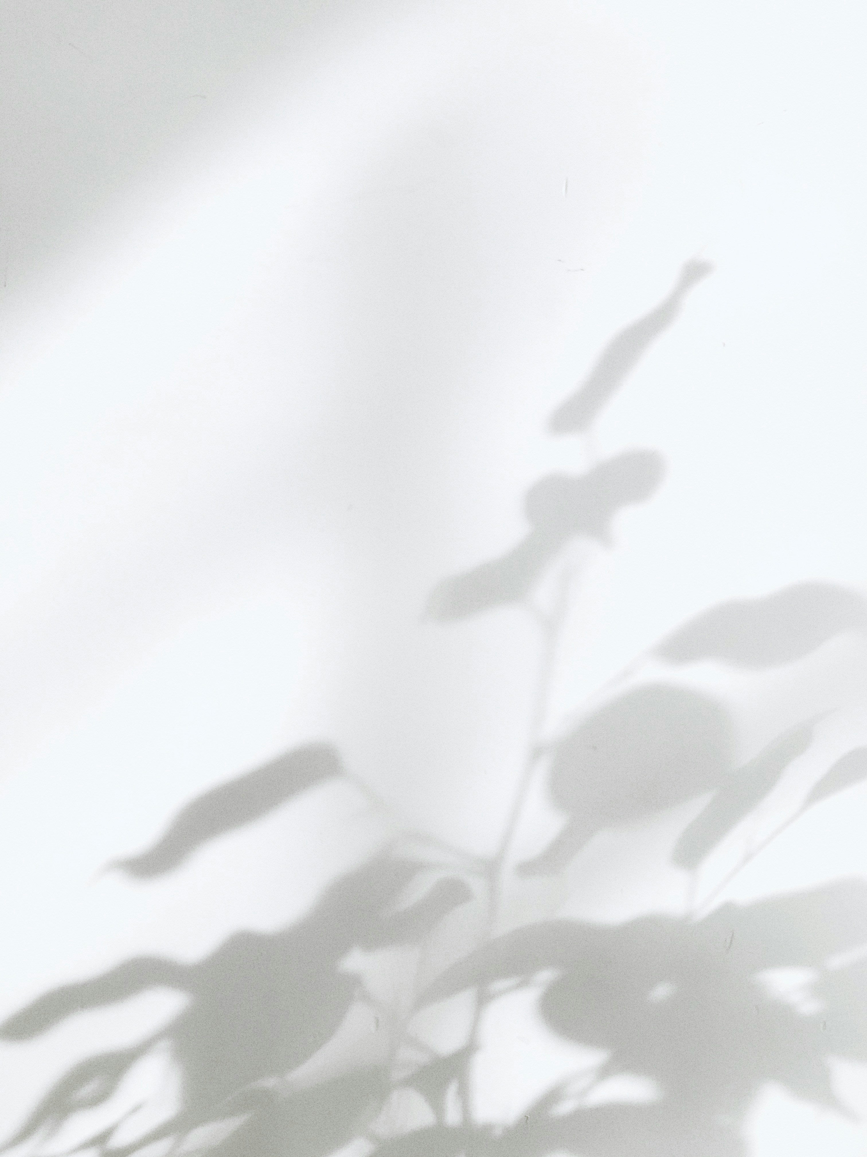 Soft blurred leaf shadows on a pale background used as a calming visual for The Off Hours.